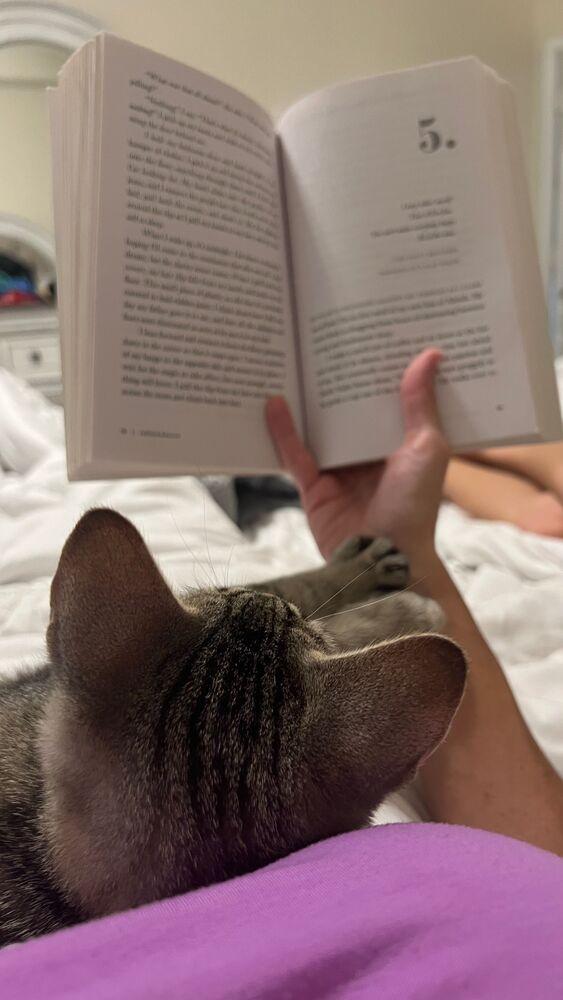 David, a Adoptable mixed breed in Richardson, TX image 5/5