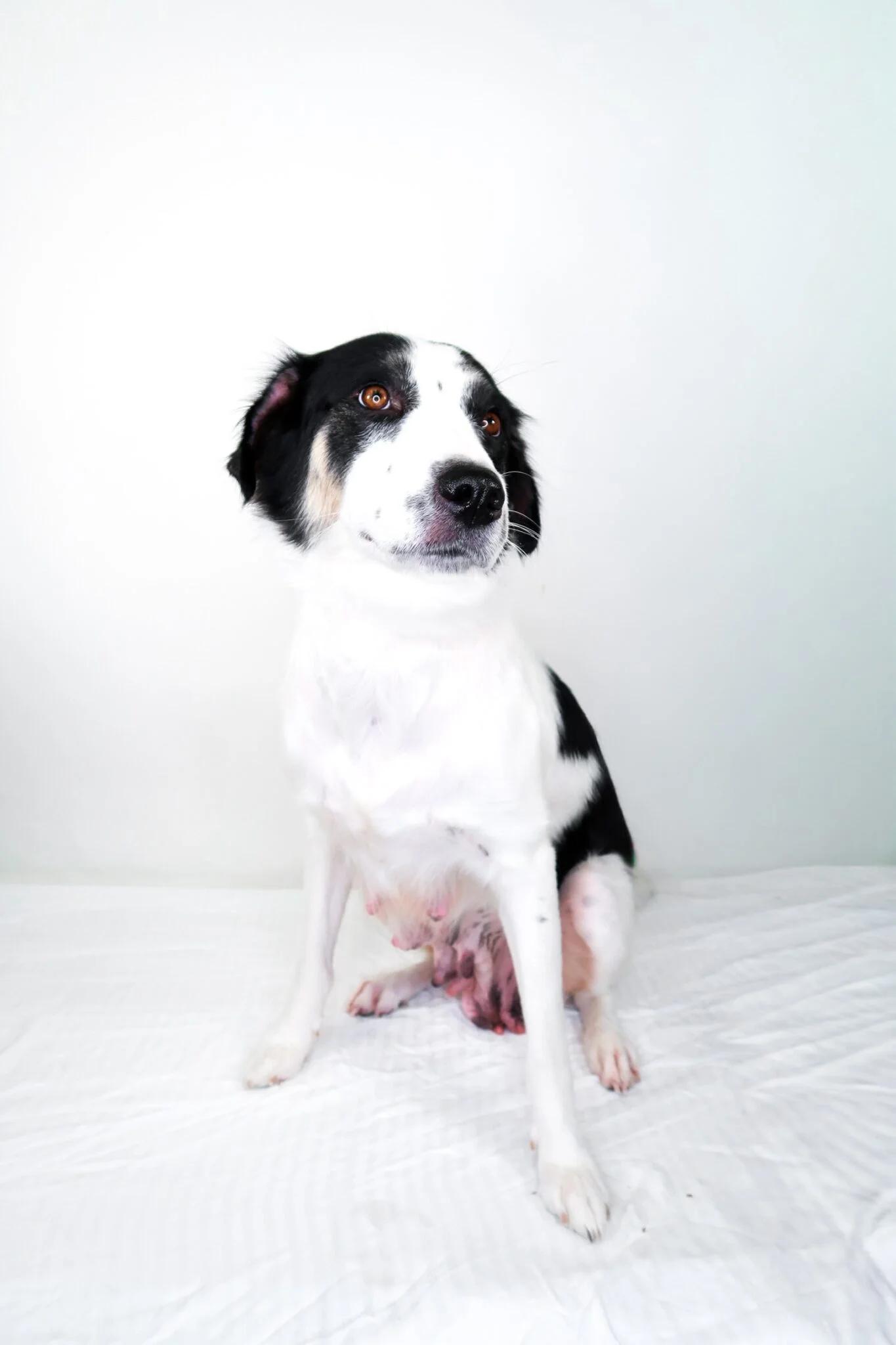 Lindey, a ADOPTABLE mixed breed in Bixby, OK image 6/6
