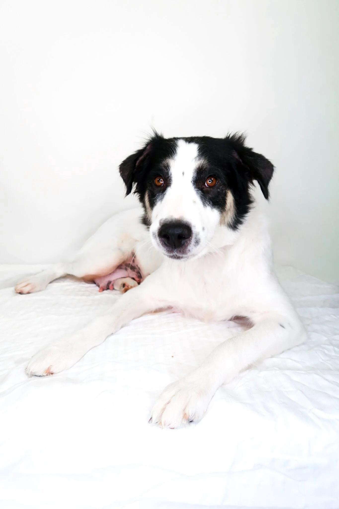 Lindey, a ADOPTABLE mixed breed in Bixby, OK image 3/6