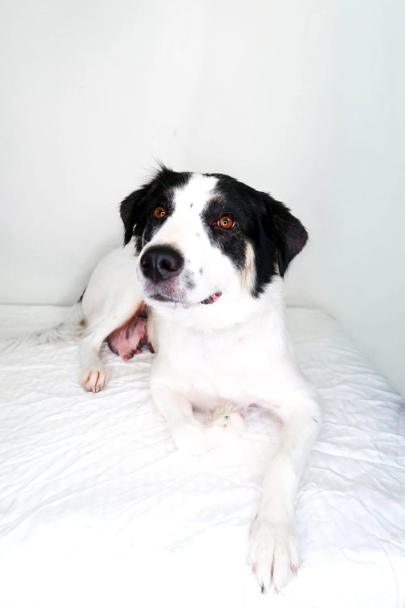 Lindey, a ADOPTABLE mixed breed in Bixby, OK image 2/6
