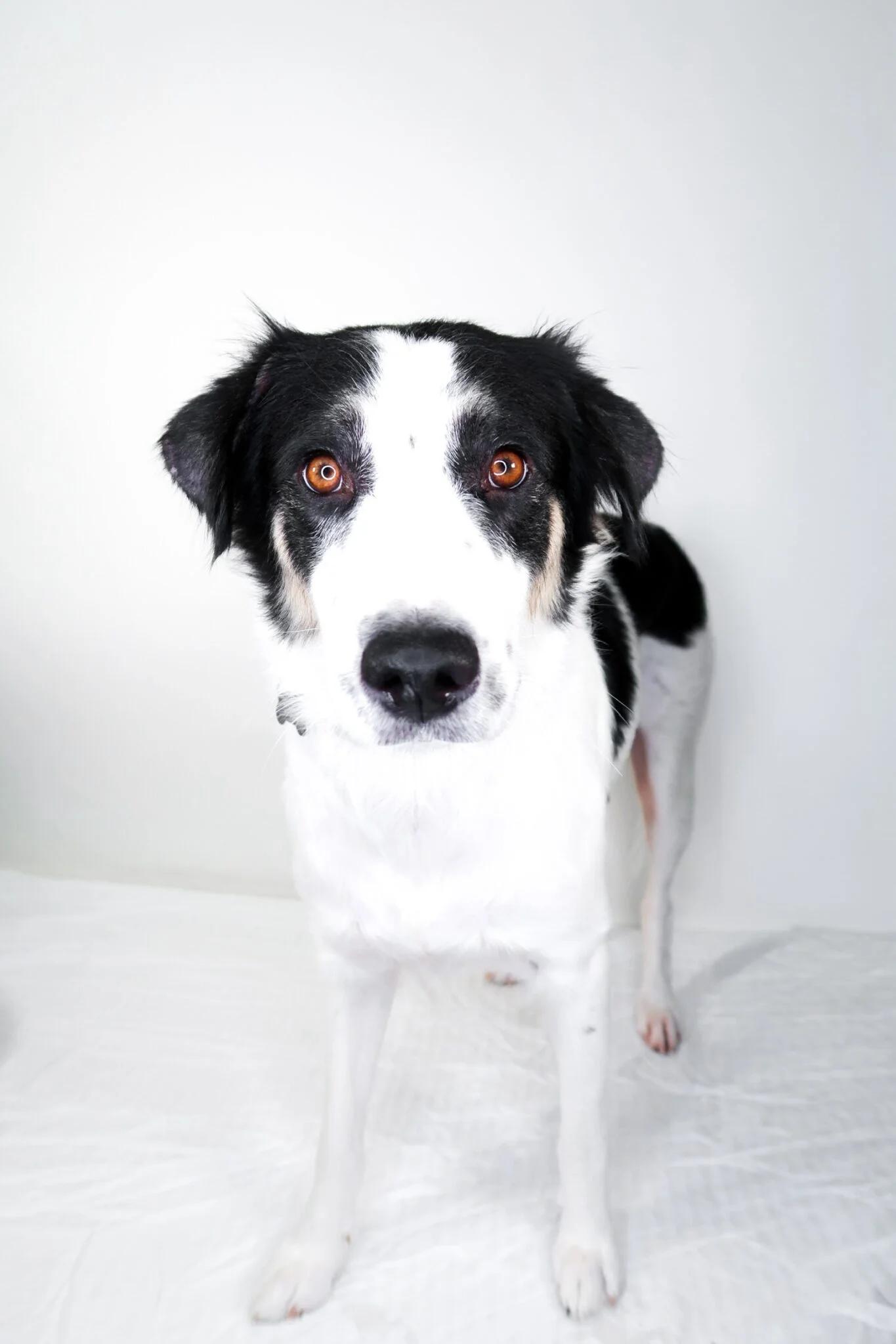 Lindey, ADOPTABLE, Adult Female Australian Shepherd.