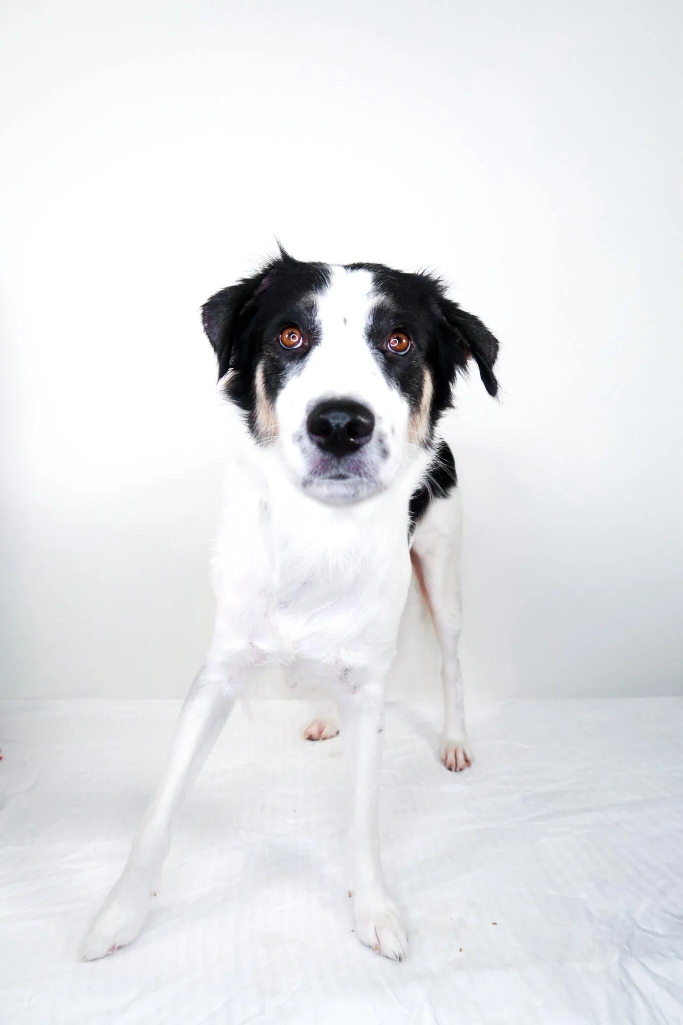 Lindey, a ADOPTABLE mixed breed in Bixby, OK image 4/6