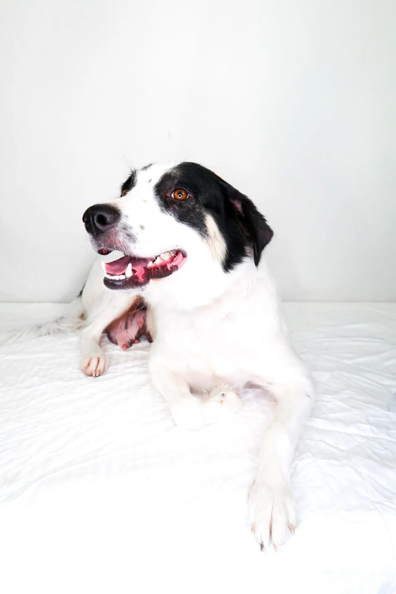 Lindey, a ADOPTABLE mixed breed in Bixby, OK image 5/6