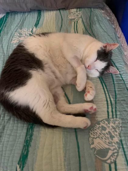 November in Maine, ADOPTABLE, Senior Male Domestic Short Hair.
