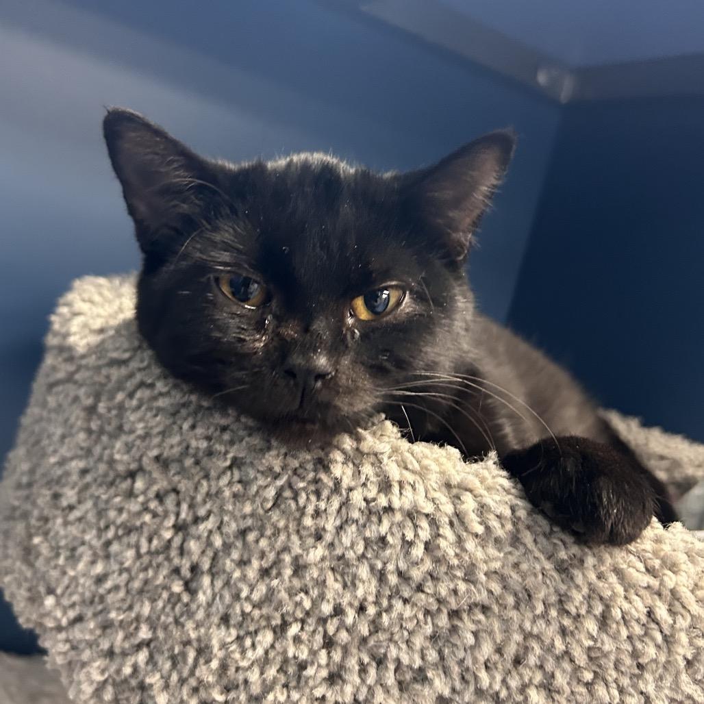 Enlarge Janet, a Adoptable Domestic Short Hair in Watertown, NY image 1/3