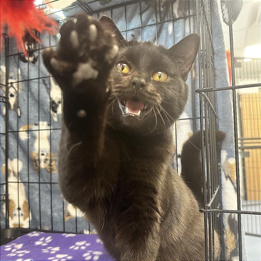 Enlarge Janet, a Adoptable Domestic Short Hair in Watertown, NY image 2/3