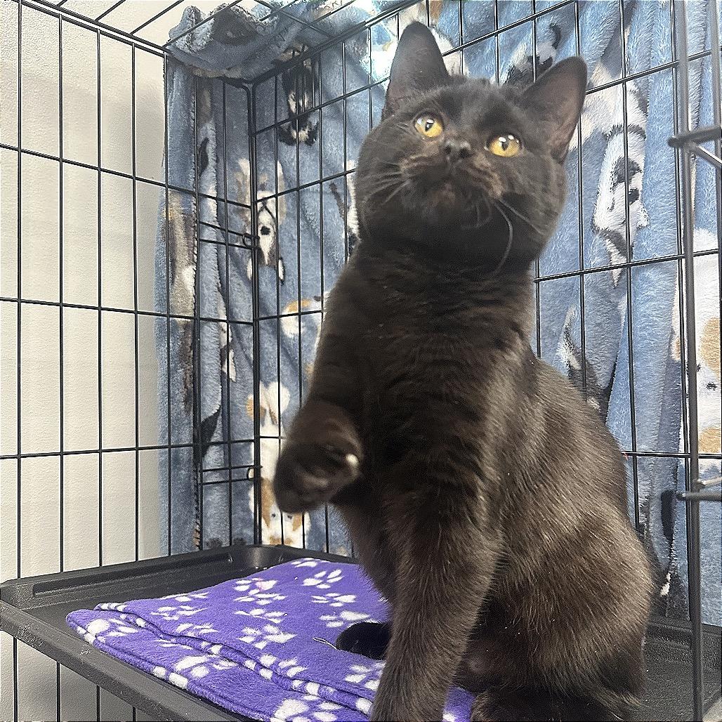 Enlarge Janet, a Adoptable Domestic Short Hair in Watertown, NY image 3/3