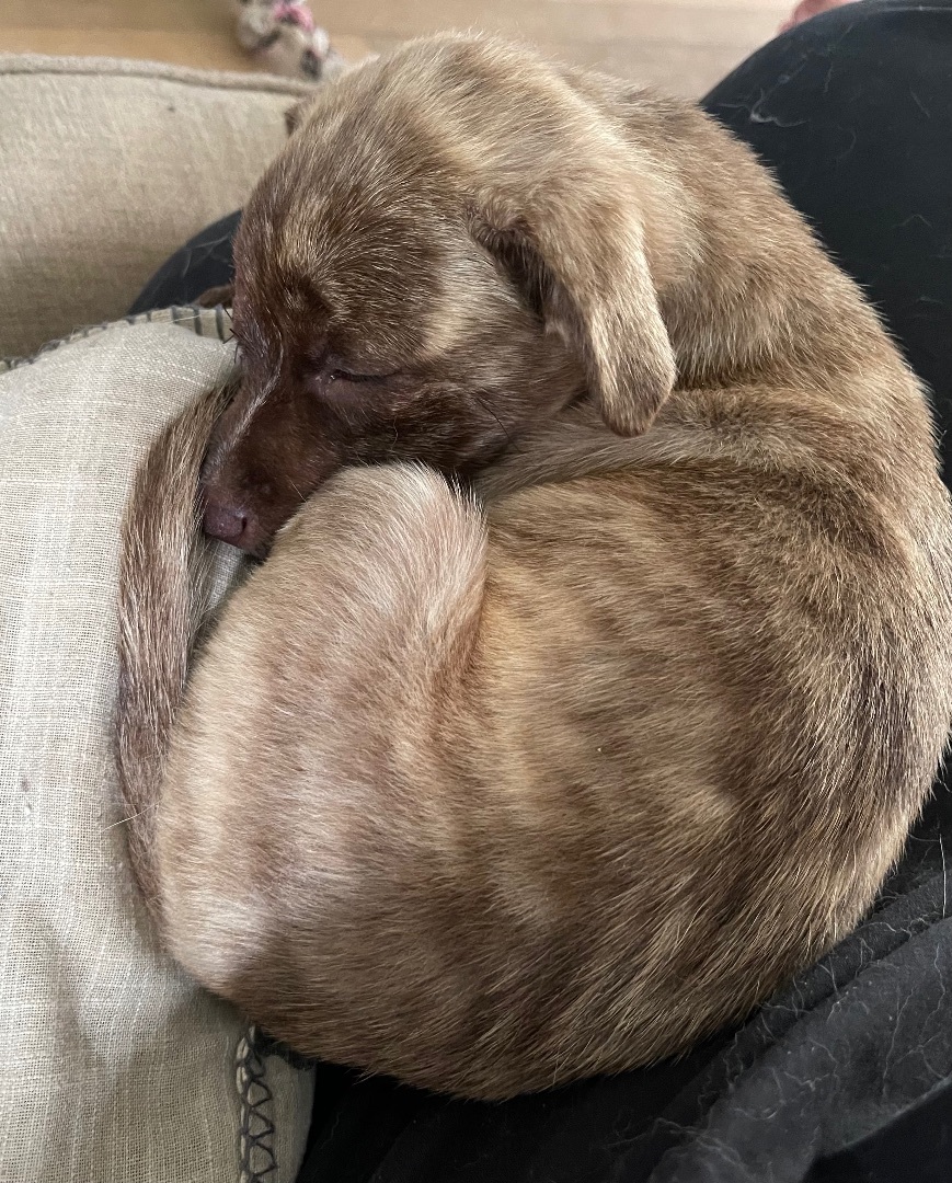 Glenn, a Adopted Mixed Breed in POCOMOKE CITY, MD image 1/12