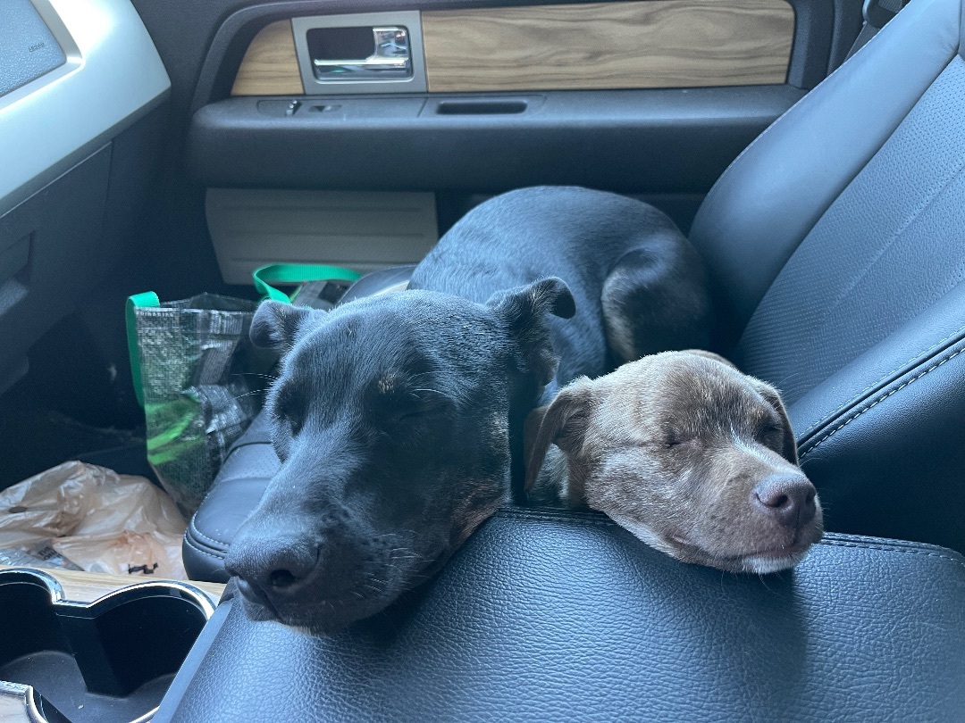 Glenn, a Adopted Mixed Breed in POCOMOKE CITY, MD image 2/12