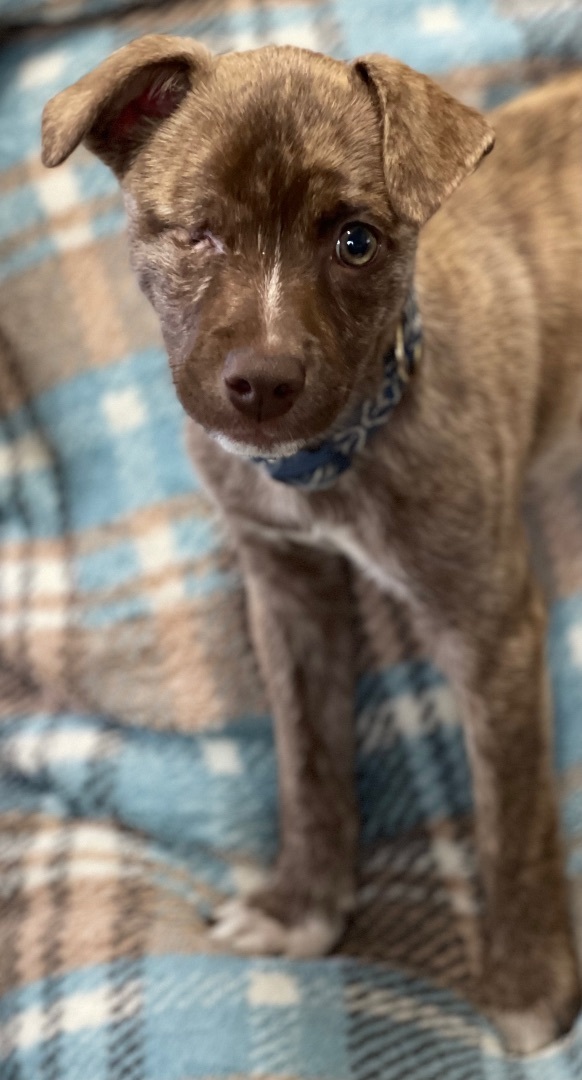 Glenn, a Adopted Mixed Breed in POCOMOKE CITY, MD image 3/12