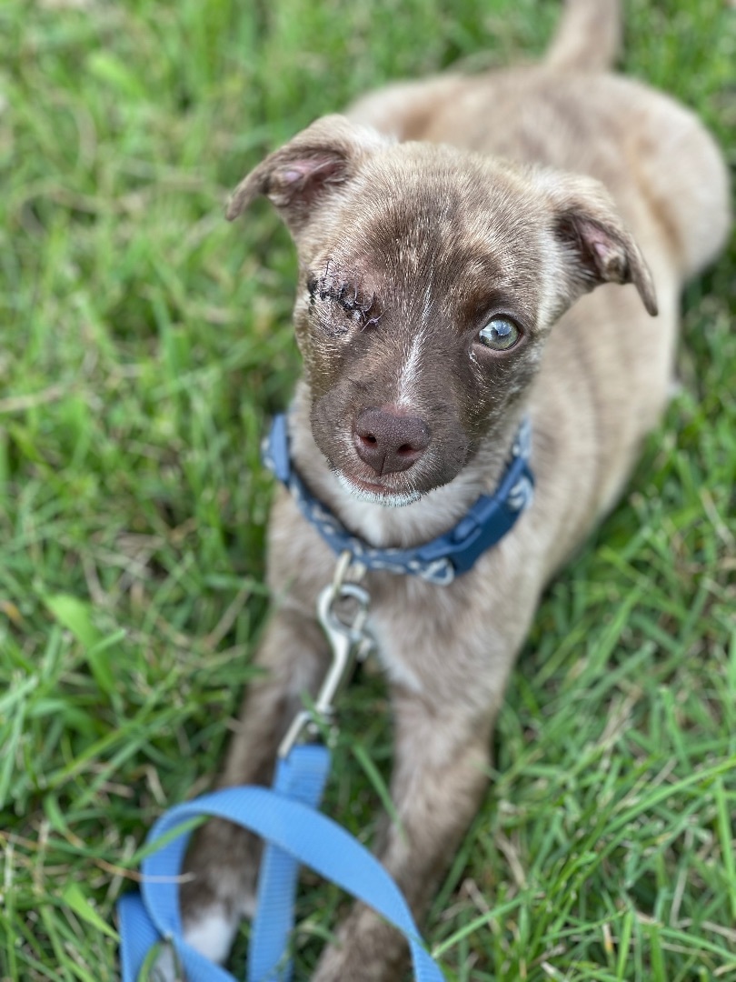 Glenn, a Adopted Mixed Breed in POCOMOKE CITY, MD image 4/12