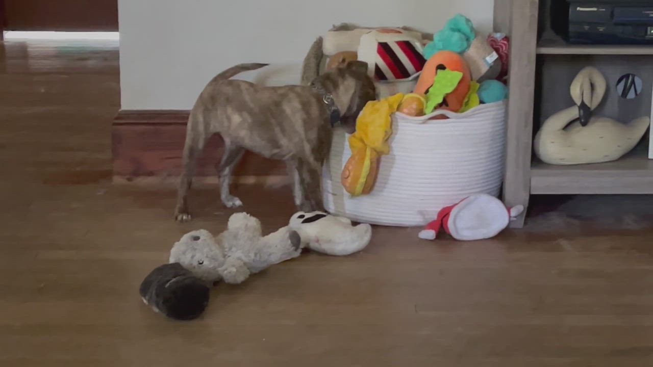 Enlarge Glenn, a Adopted Mixed Breed in POCOMOKE CITY, MD video 12/12