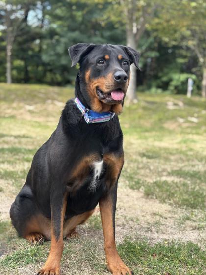 Enlarge Josie, a Adoptable Rottweiler in Westbrook, ME image 1/4