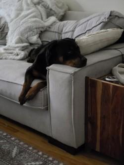 Enlarge Josie, a Adoptable Rottweiler in Westbrook, ME image 3/4