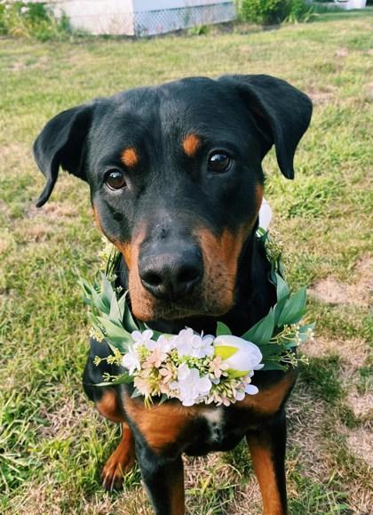 Enlarge Josie, a Adoptable Rottweiler in Westbrook, ME image 4/4