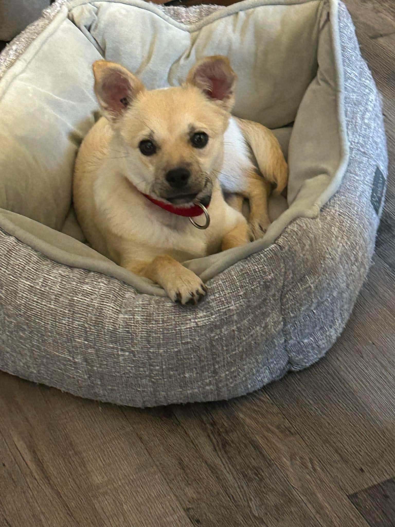 Enlarge Marley, an adoptable mixed breed in Winnipeg, MB image 1/5