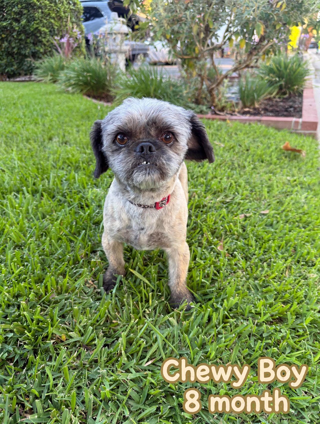 Vincent, adopted, Young Male Shih Tzu & Pug.