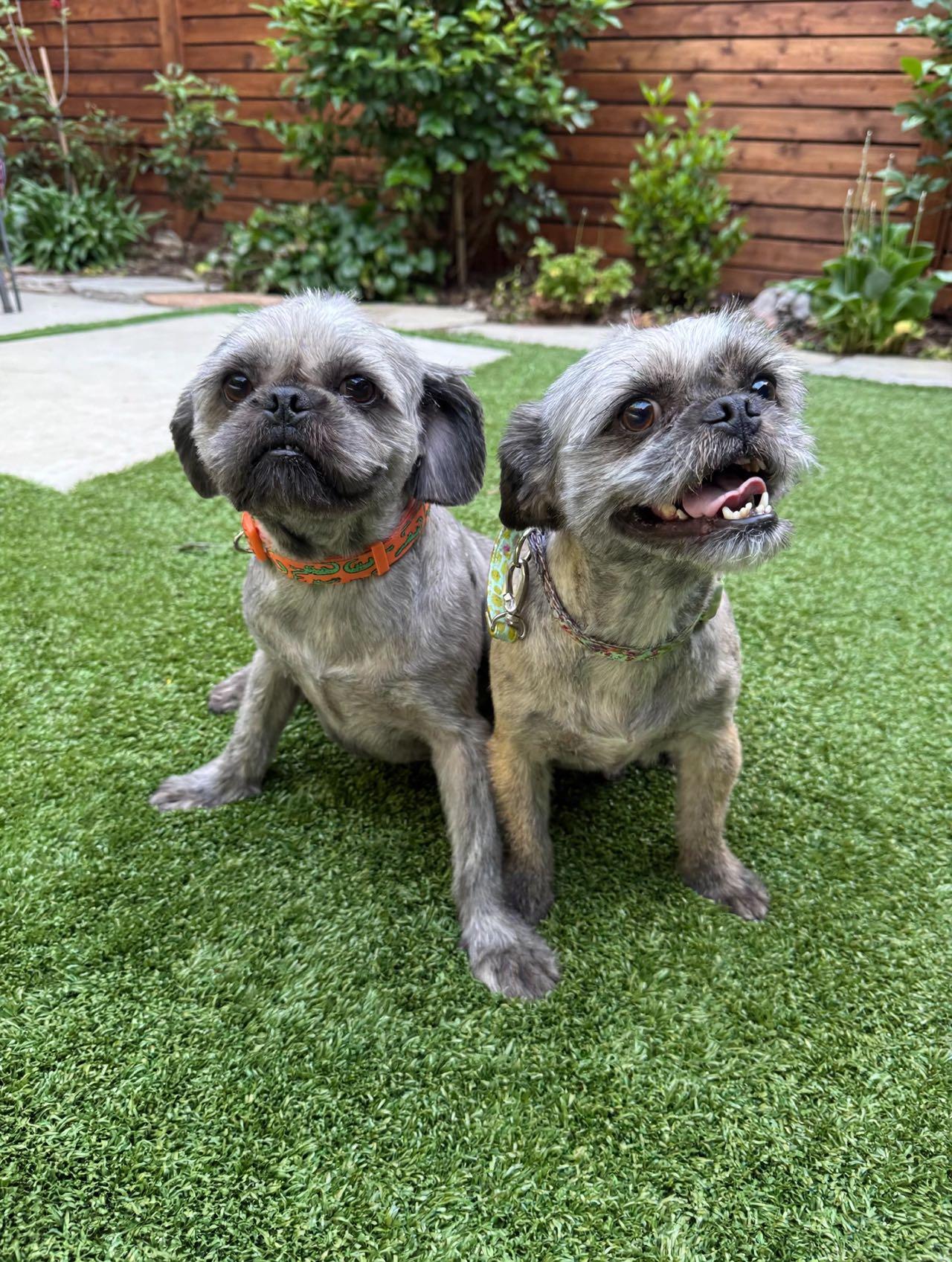 Vincent, an adopted mixed breed in Van Nuys, CA image 3/6