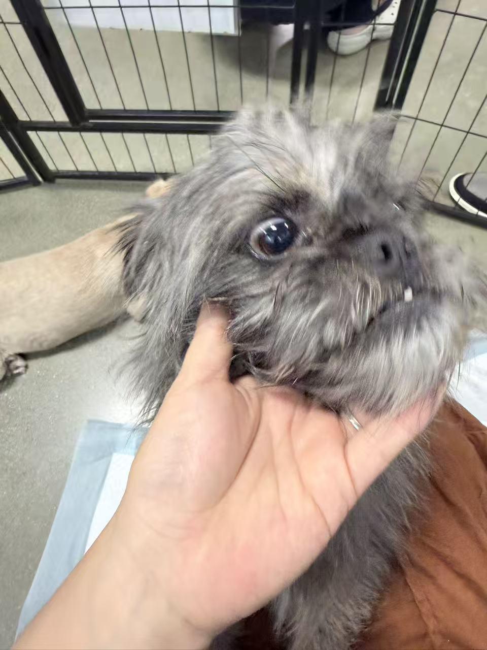Enlarge Vincent, a ADOPTABLE mixed breed in Van Nuys, CA image 2/6