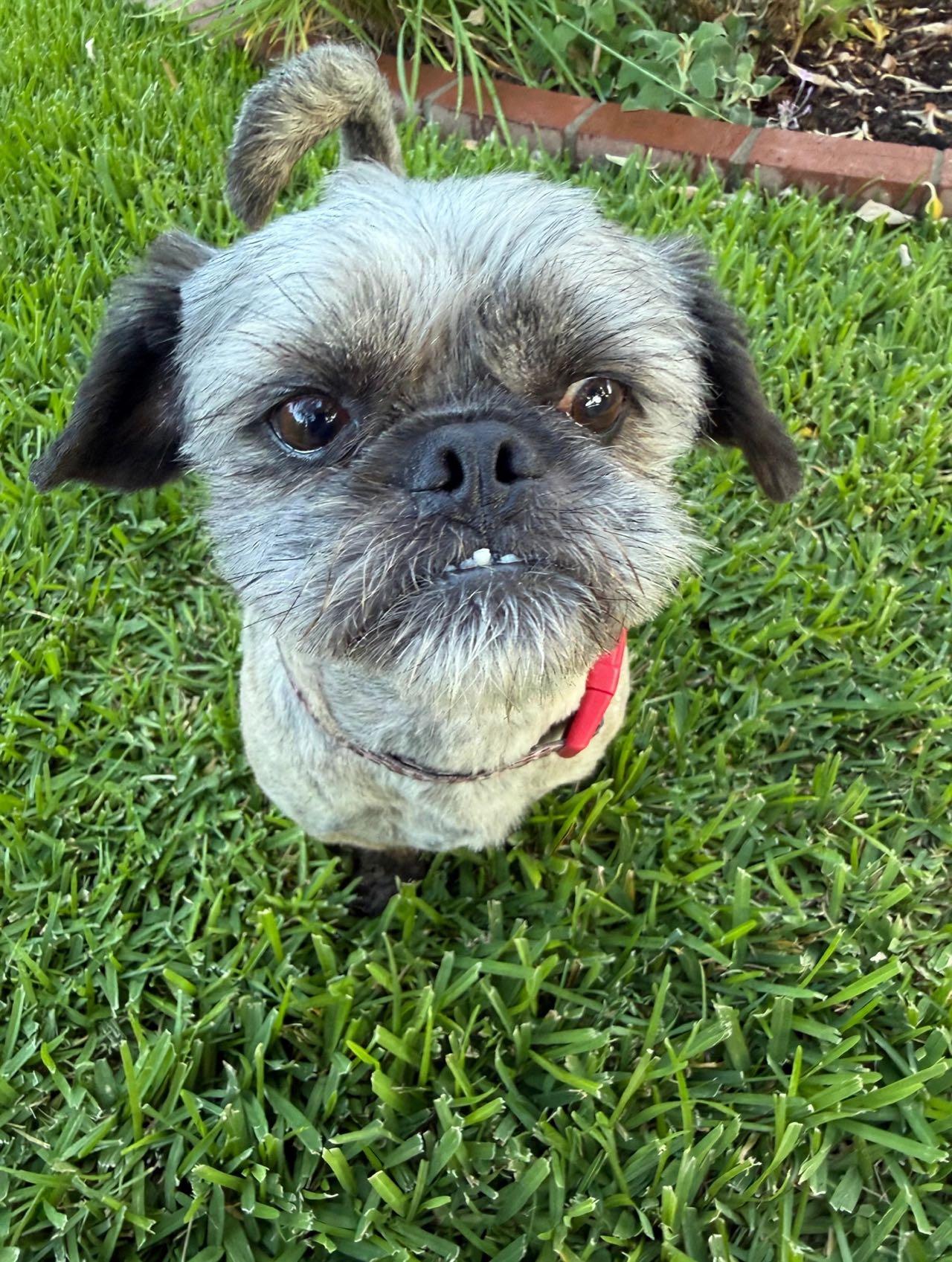 Vincent, an adopted mixed breed in Van Nuys, CA image 2/6