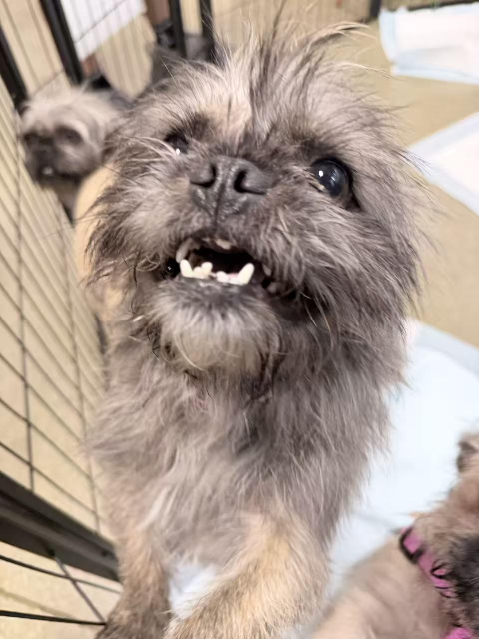 Vincent, ADOPTABLE, Young Male Shih Tzu & Pug.