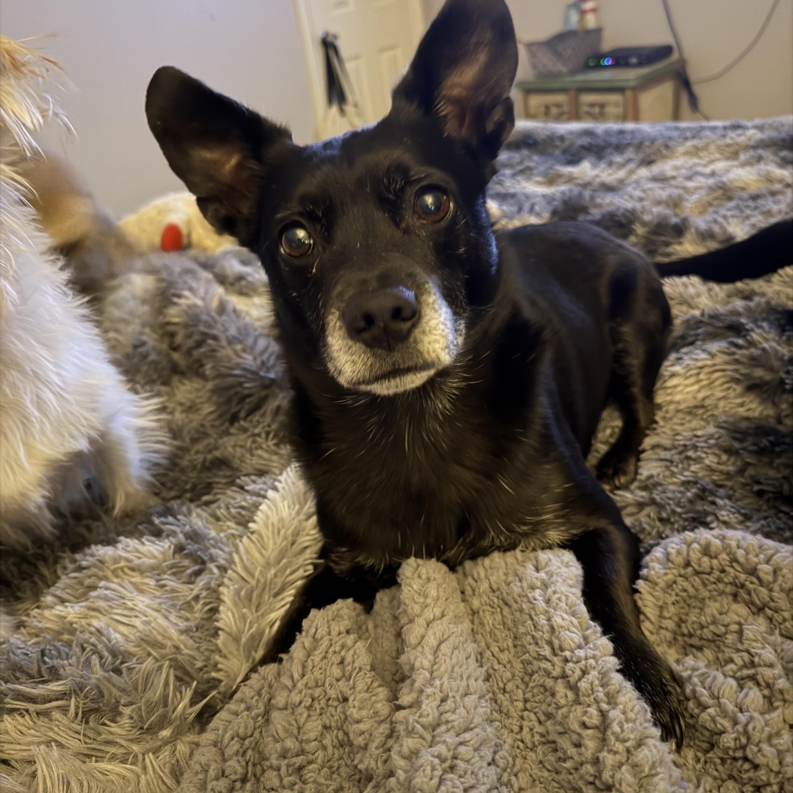 Enlarge Stitch , a ADOPTABLE mixed breed in Dallas, TX image 1/1