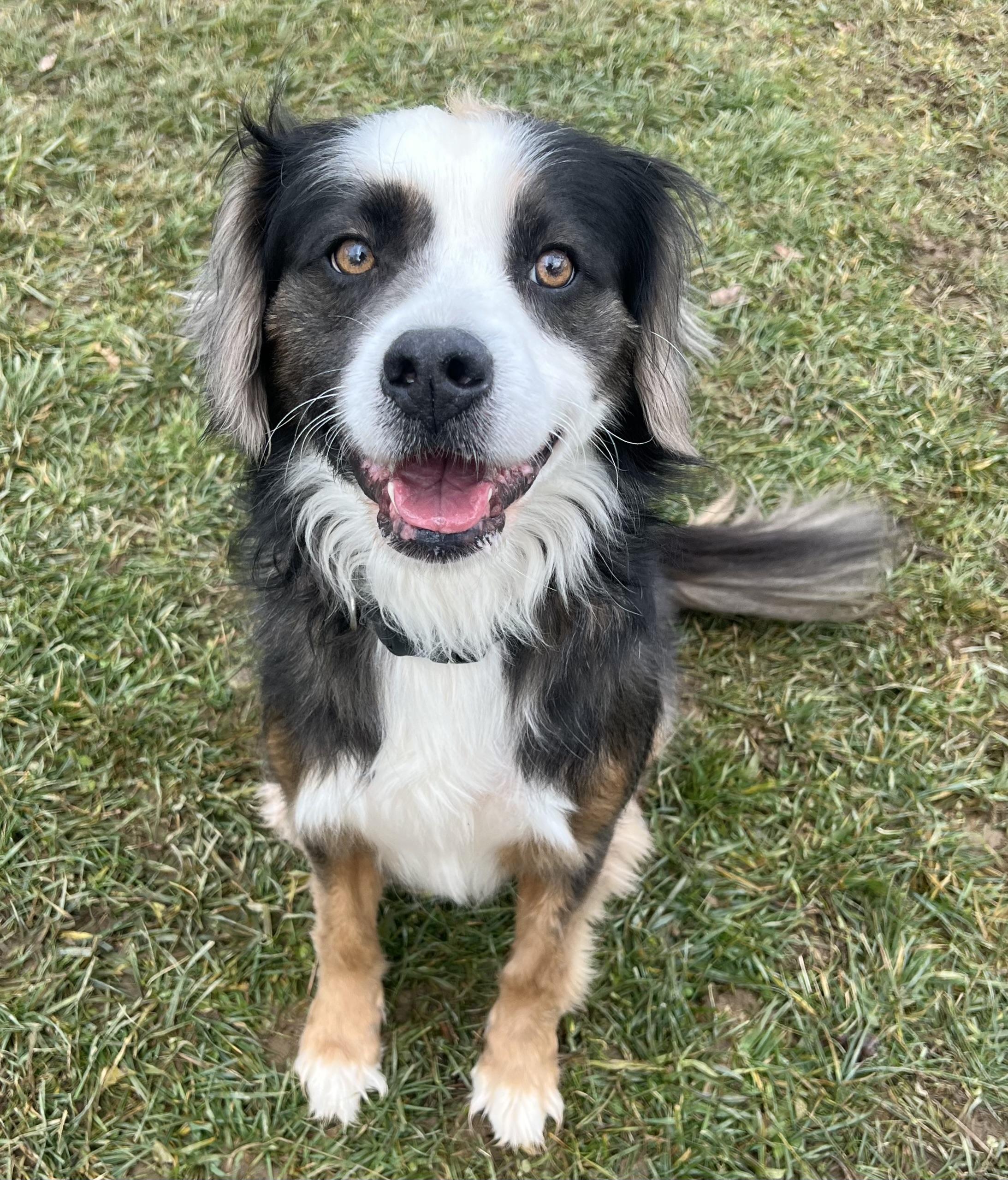 Enlarge LUNA, a Adoptable mixed breed in Belmont, NY image 5/6