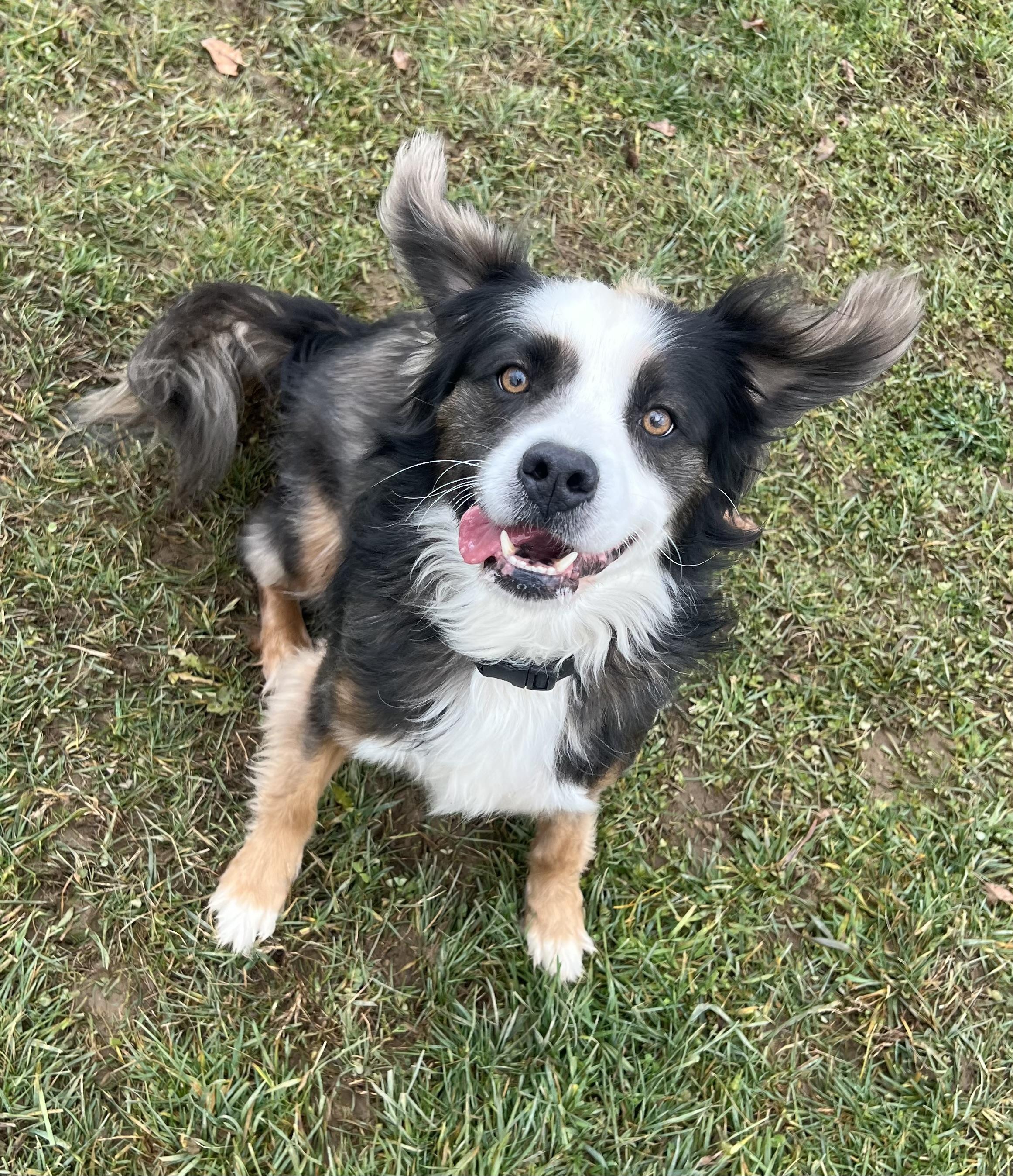 LUNA, an adoptable Shetland Sheepdog / Sheltie, Spaniel in Belmont, NY, 14813 | Photo Image 3