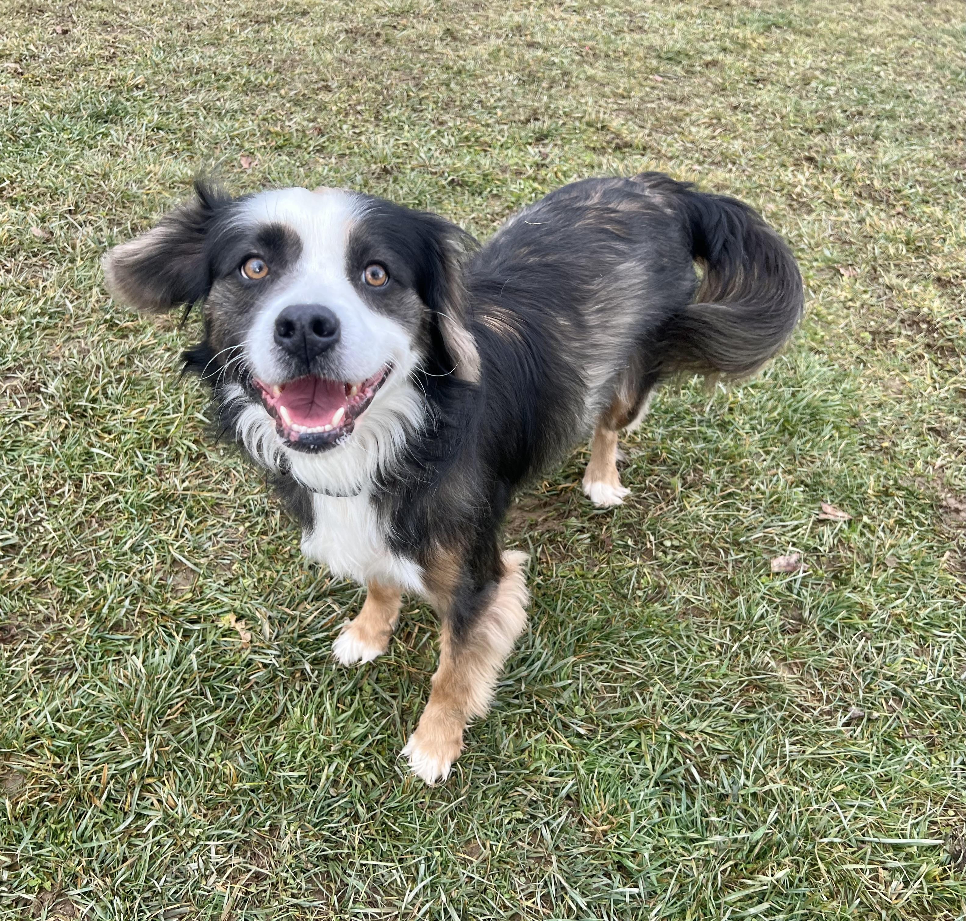 Enlarge LUNA, a Adoptable mixed breed in Belmont, NY image 6/6