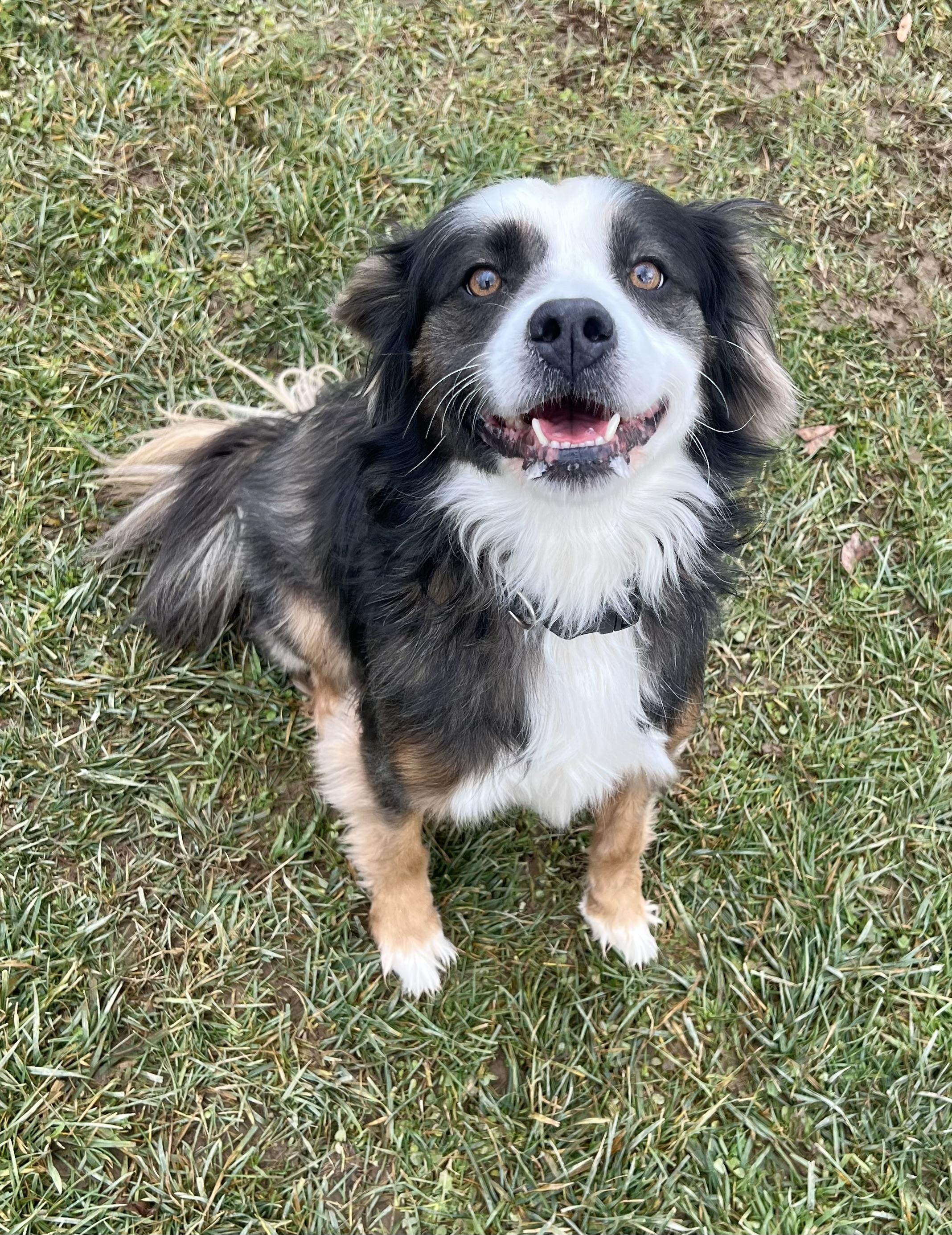 LUNA, Adoptable, Adult Female Shetland Sheepdog / Sheltie & Spaniel.