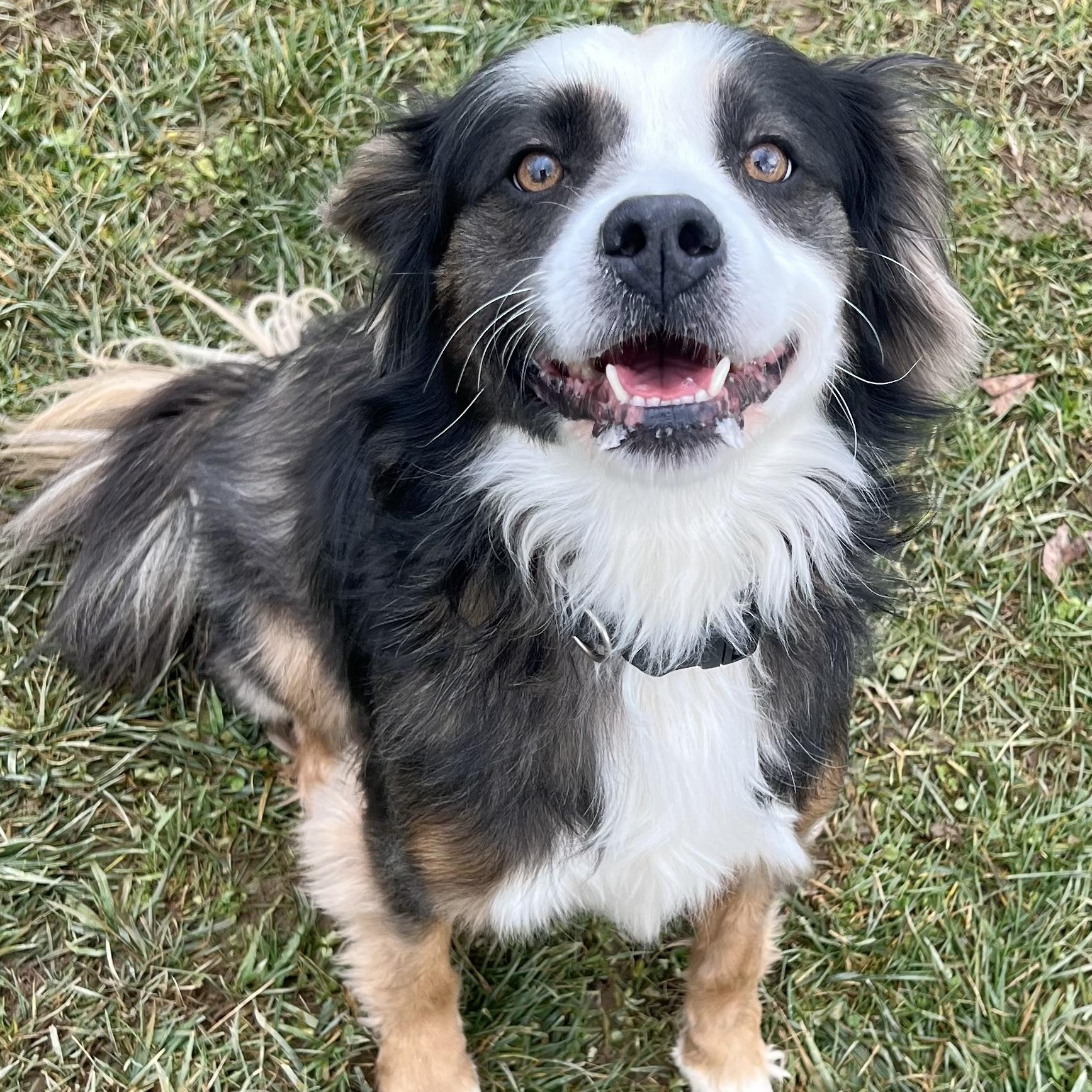 Enlarge LUNA, a Adoptable mixed breed in Belmont, NY image 2/6