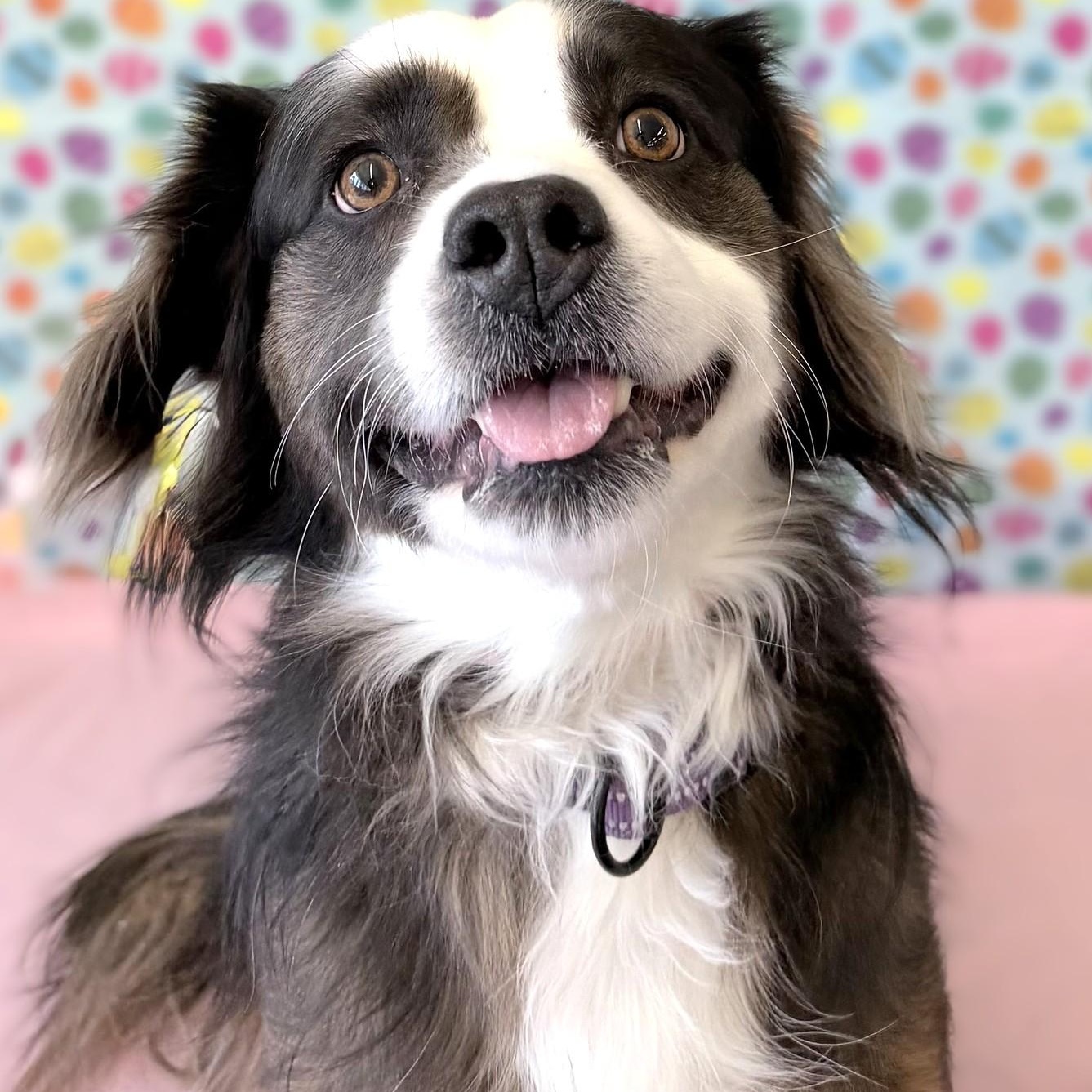 LUNA, Adoptable, Adult Female Shetland Sheepdog / Sheltie & Spaniel.