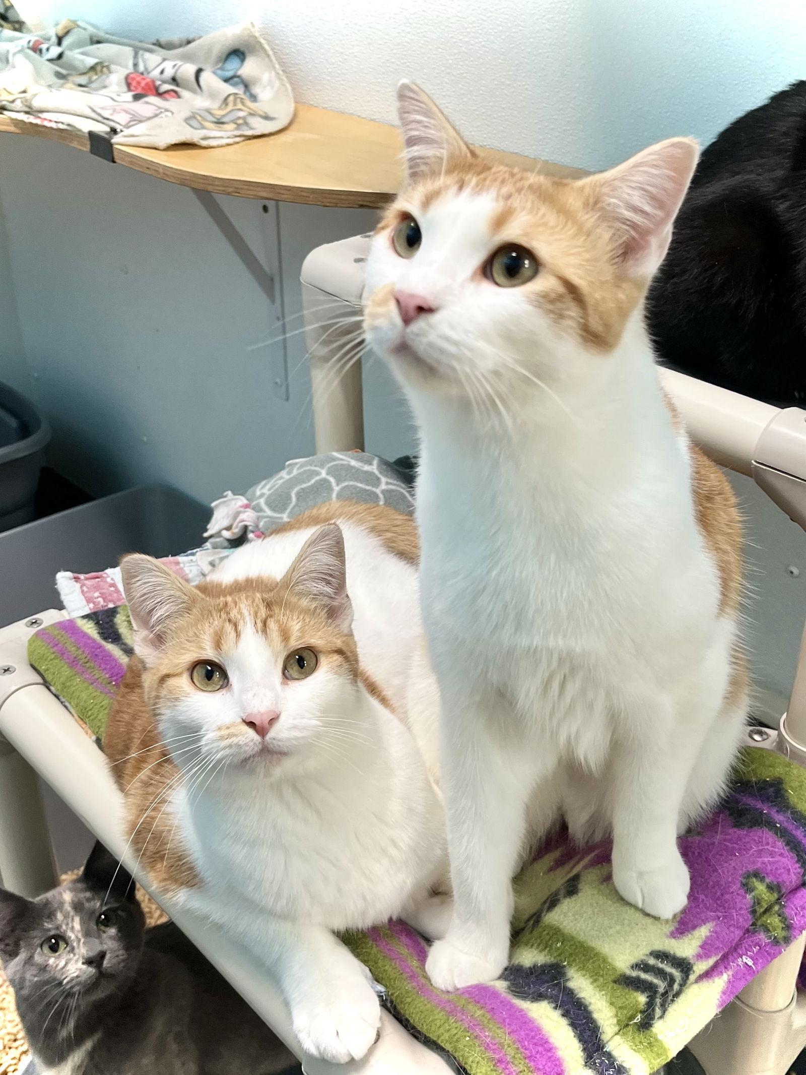 Atticus — thumbnail 2