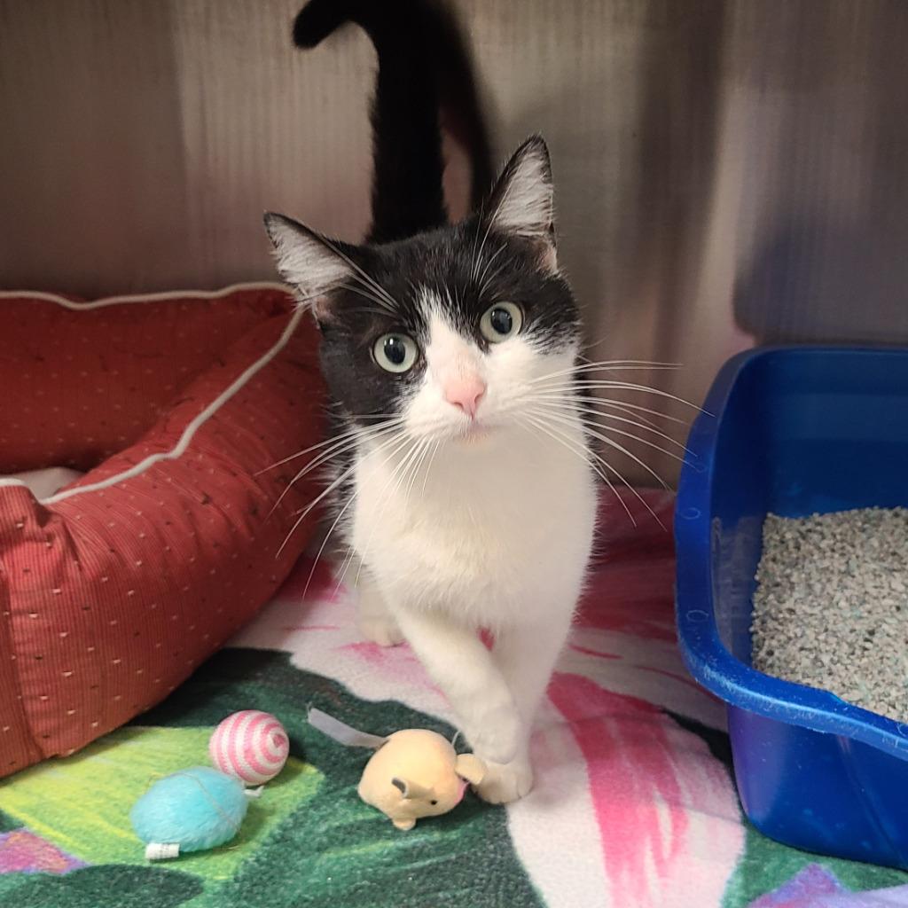 Christine, Adoptable, Young Female Domestic Short Hair.