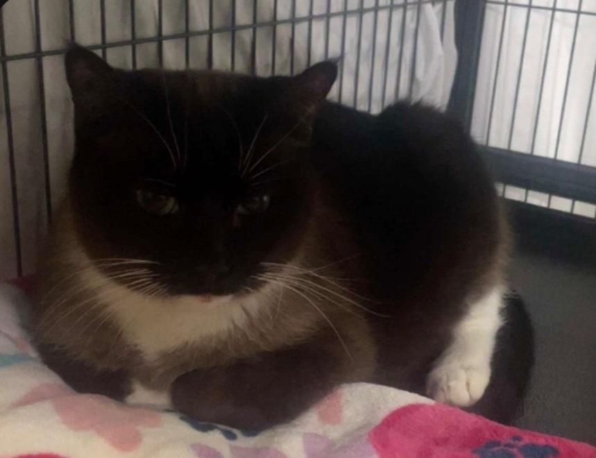 Enlarge Layla, an adopted Siamese in Billings, MT image 1/1