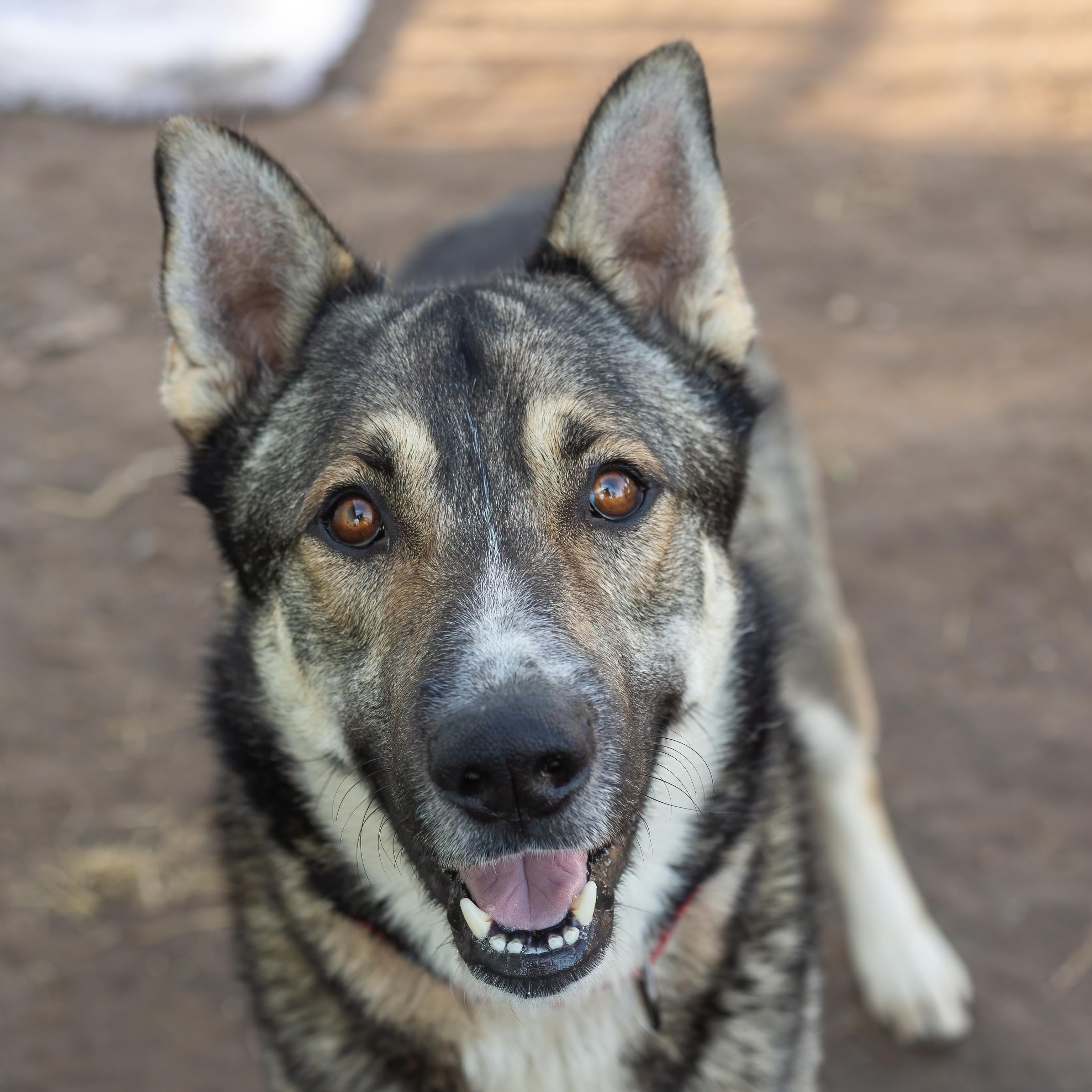 Boots, adopted, Young Male Shepherd & Husky.