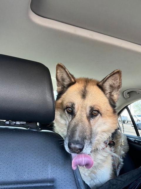 Toby (Courtesy post), Adoptable, Senior Male German Shepherd Dog.