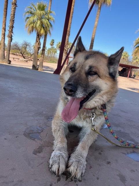 Enlarge Toby (Courtesy post), a Adoptable German Shepherd Dog in Phoenix, AZ image 2/3