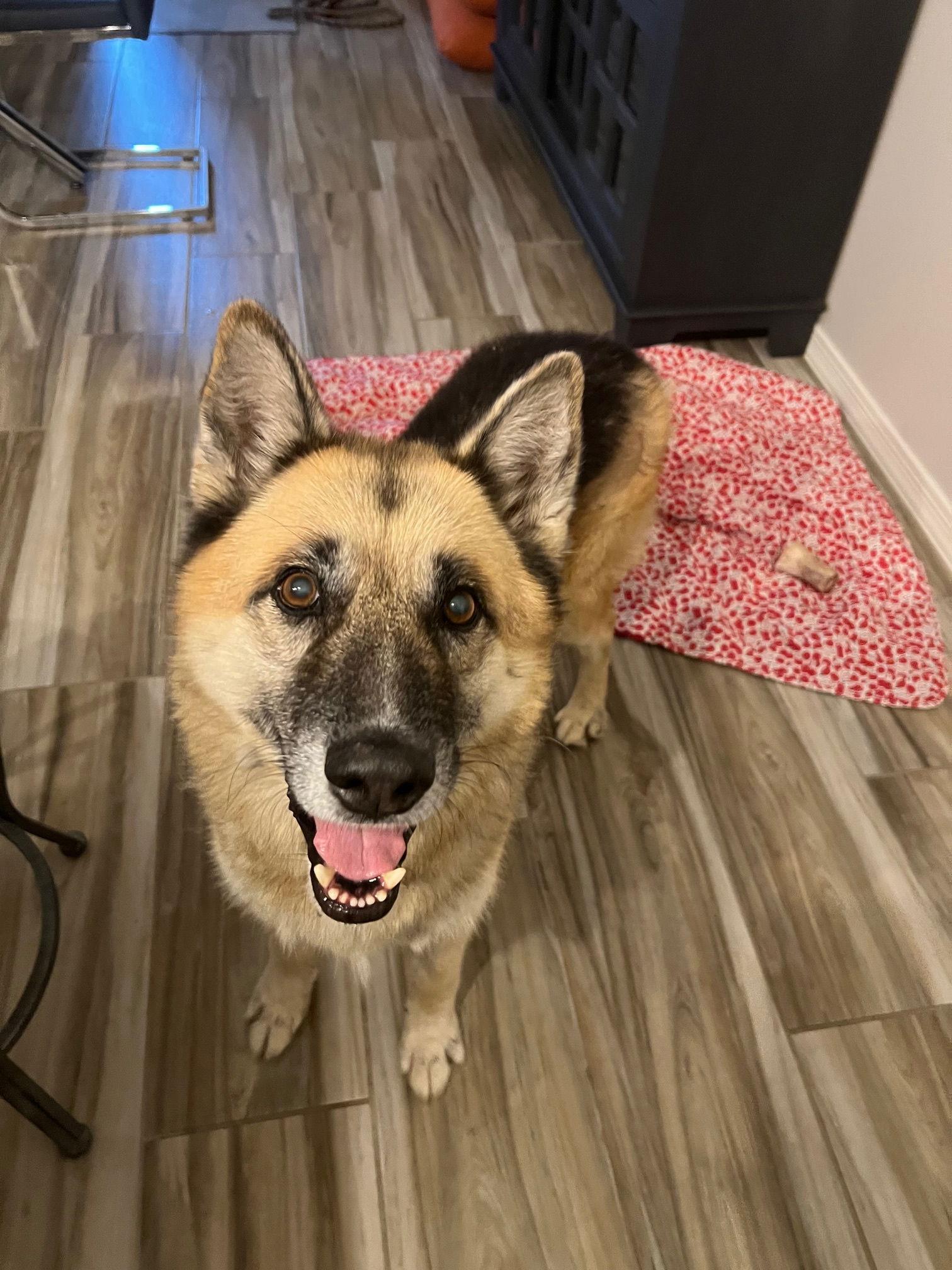 Toby (Courtesy post), Adoptable, Senior Male German Shepherd Dog.