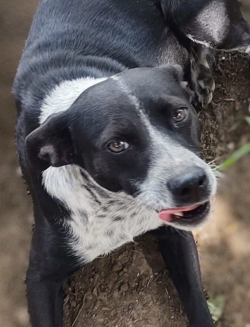 Enlarge Sandy, a Adoptable mixed breed in Brooklyn, CT image 1/6