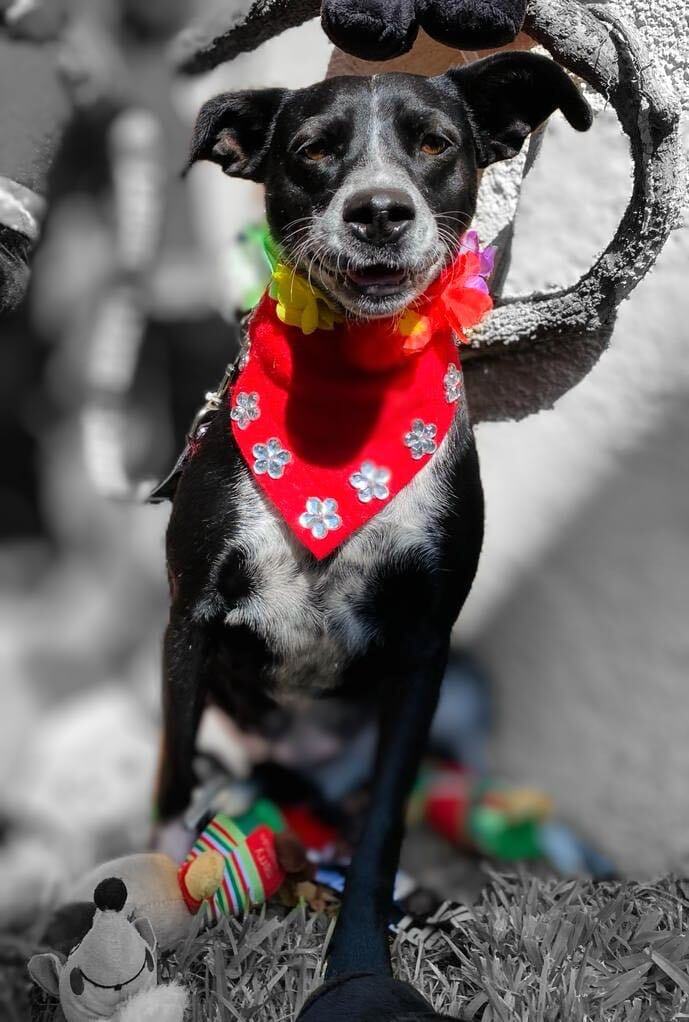 Enlarge Sandy, a Adoptable mixed breed in Brooklyn, CT image 2/6