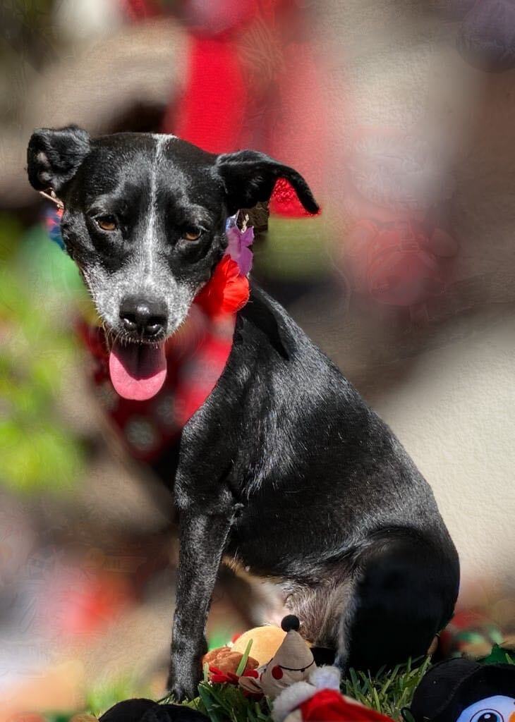 Enlarge Sandy, a Adoptable mixed breed in Brooklyn, CT image 4/6