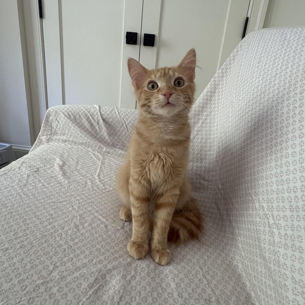 Jasper, a Adoptable Domestic Medium Hair in Silver Spring, MD image 1/6