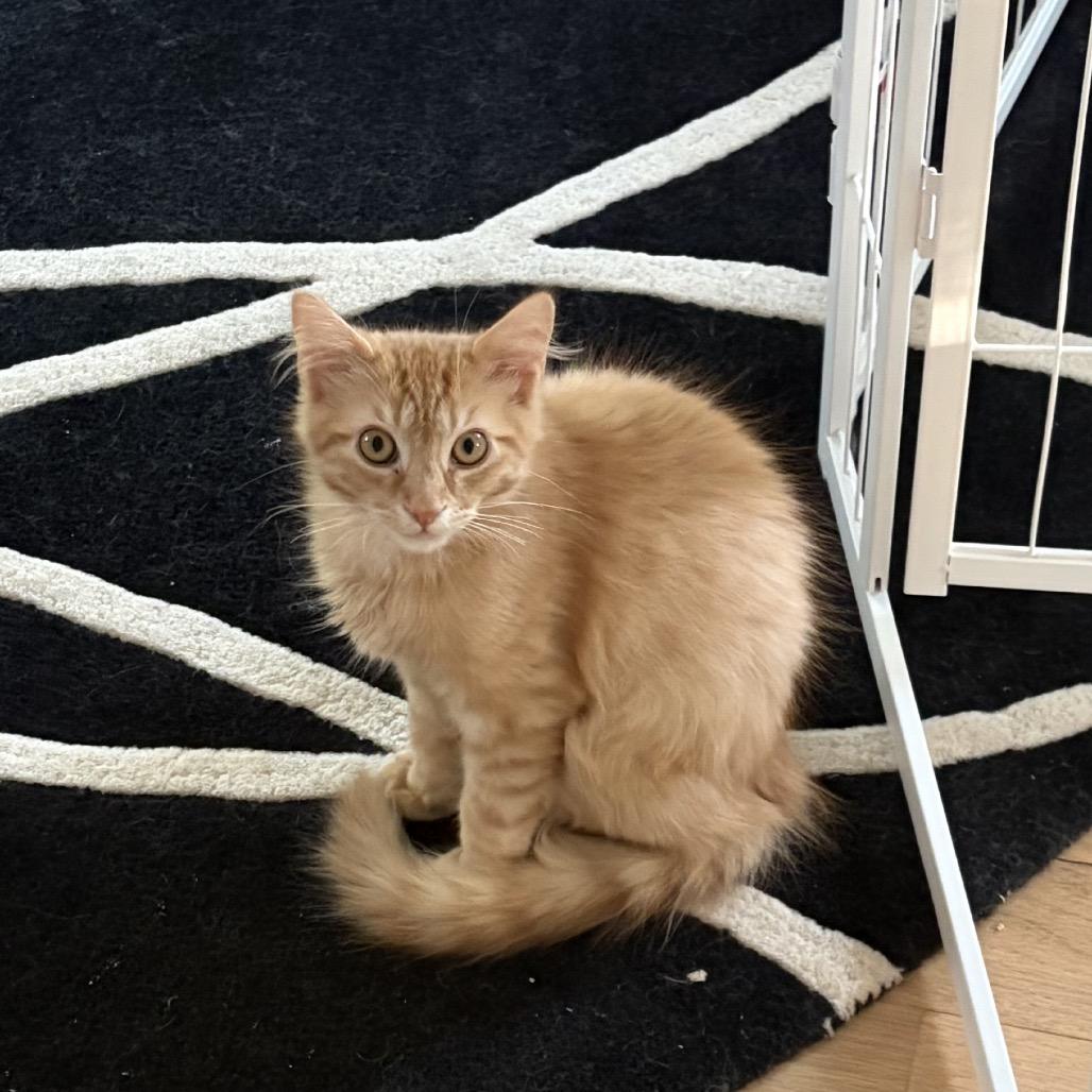 Jasper, a Adoptable Domestic Medium Hair in Silver Spring, MD image 3/6