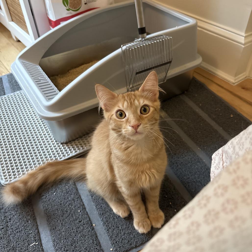 Jasper, a Adoptable Domestic Medium Hair in Silver Spring, MD image 5/6