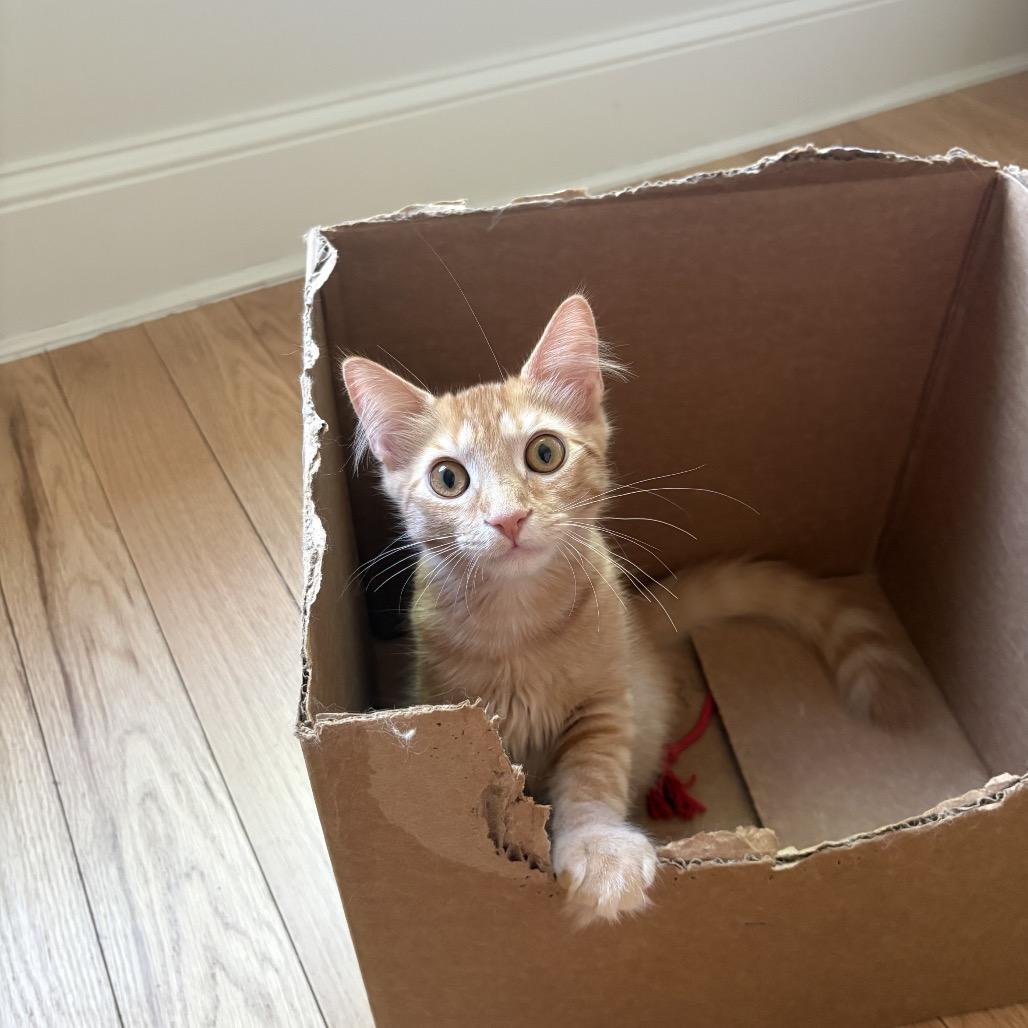 Jasper, a Adoptable Domestic Medium Hair in Silver Spring, MD image 6/6