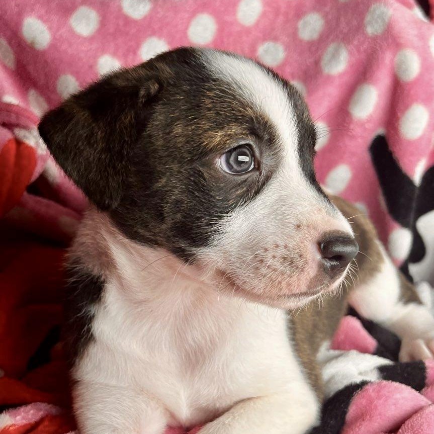 Chance, a Adoptable mixed breed in Roselle, IL image 2/5