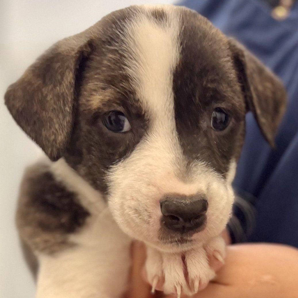 Chance, a Adoptable mixed breed in Roselle, IL image 3/5