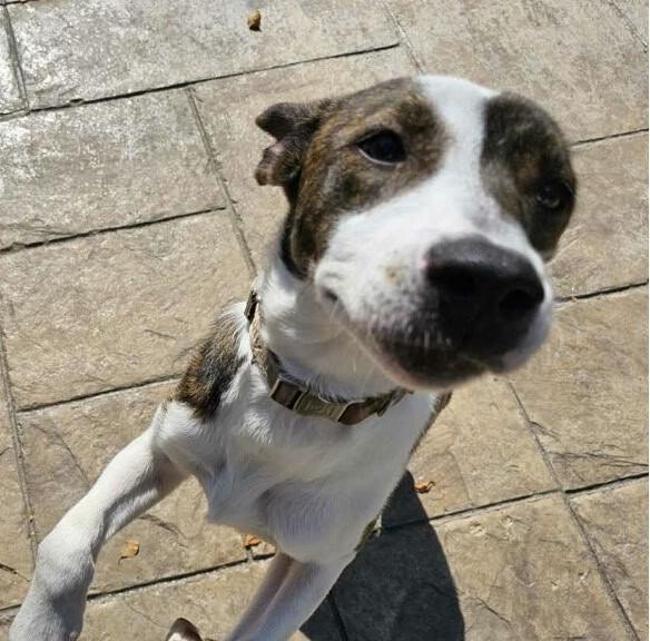 Enlarge Chance, a Adoptable mixed breed in Roselle, IL image 4/4
