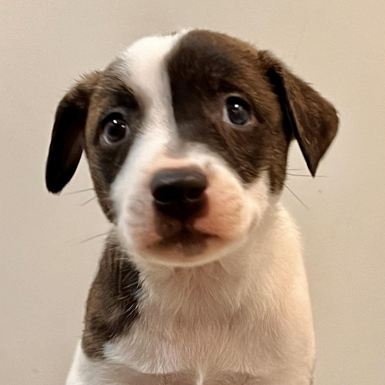 Chance, a Adoptable mixed breed in Roselle, IL image 1/5